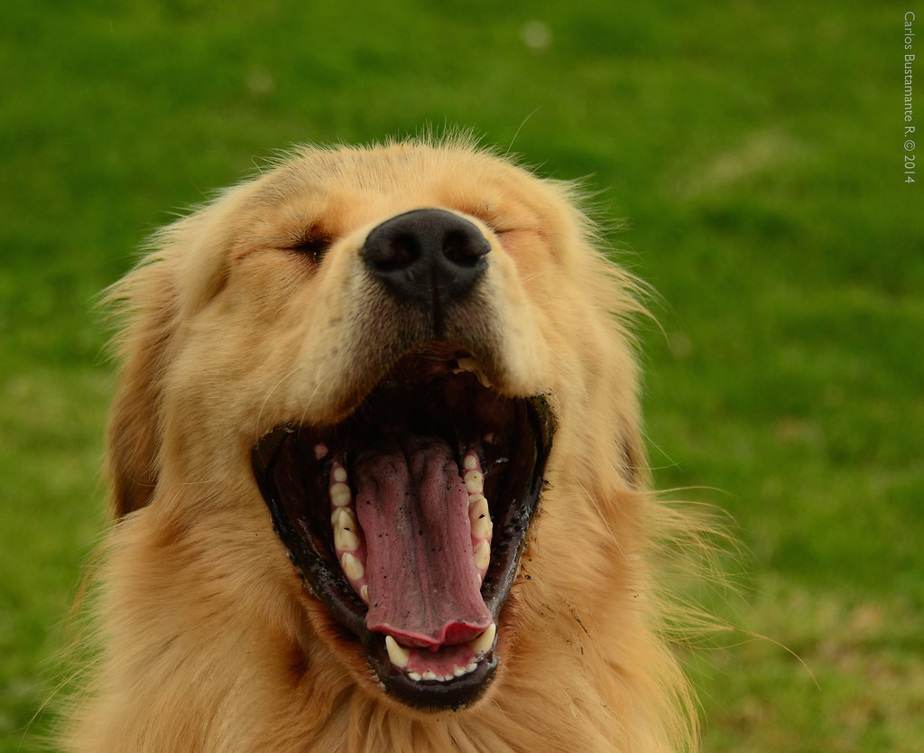 "Laughing dog." by Carlos Bustamante Restrepo is licensed under CC BY-NC-ND 2.0